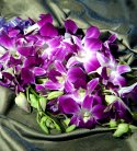 Exotic Purple Orchid Bunch
