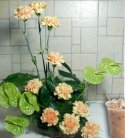 Exotic Anthurium And Carnation Basket