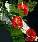 Anthurium And Orchid Bouquet