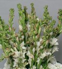 Cool Scent White Carnation Bouquet
