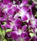Exotic Purple Orchid Bunch