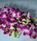 Exotic Purple Orchid Bunch