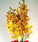 Golden Glory