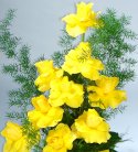 Sun Shining Yellow Rose Vase