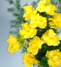 Sun Shining Yellow Rose Vase