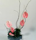 Exotic Pink Anthurium Vase