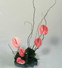 Exotic Pink Anthurium Vase