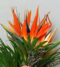 Rising Sun Bouquet